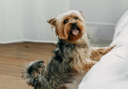 初心者が本当に飼いやすい犬種は ライフスタイルにあった選び方 必要な準備と心構えについて解説 獣医師監修 わんクォール 初心者が本当に飼いやすい犬種は ライフスタイルにあった選び方 必要な準備と心構えについて解説 獣医師監修 わんクォール
