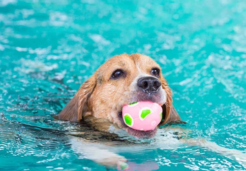 夏に絶対してはいけない犬へのng行為9選 それぞれの対処法も紹介します 獣医師監修 わんクォール 夏に絶対してはいけない犬へのng行為9選 それぞれの対処法も紹介します 獣医師監修 わんクォール