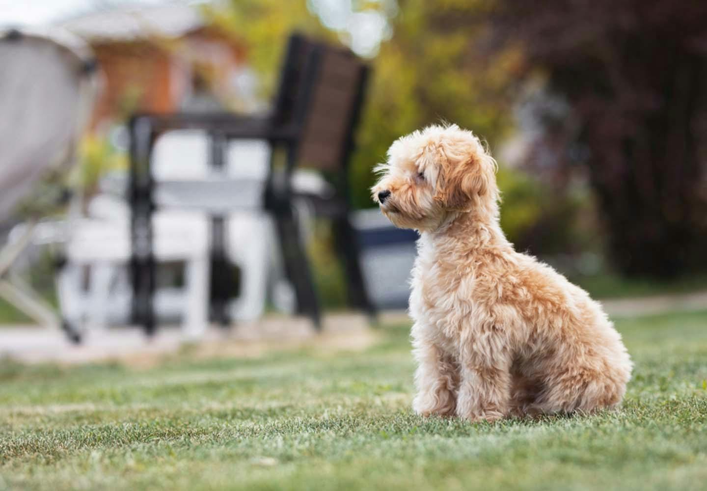 他の犬が苦手な犬への対処法は？怖がる理由や克服するコツを解説【獣医師監修】