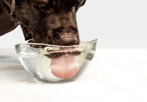 犬の夏バテ予防になる食べ物6選 与える際の注意点や 与えないほうがいい食べ物も解説 獣医師監修 わんクォール 犬の夏バテ予防になる食べ物6選 与える際の注意点や 与えないほうがいい食べ物も解説 獣医師監修 わんクォール