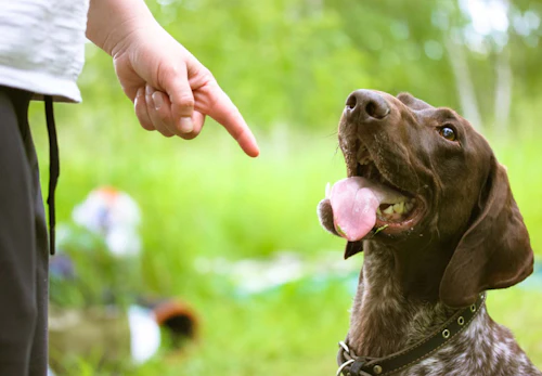 他の犬が苦手な犬への対処法は 怖がる理由や克服するコツを解説 獣医師監修 わんクォール 他の犬が苦手な犬への対処法は 怖がる理由や克服するコツを解説 獣医師監修 わんクォール