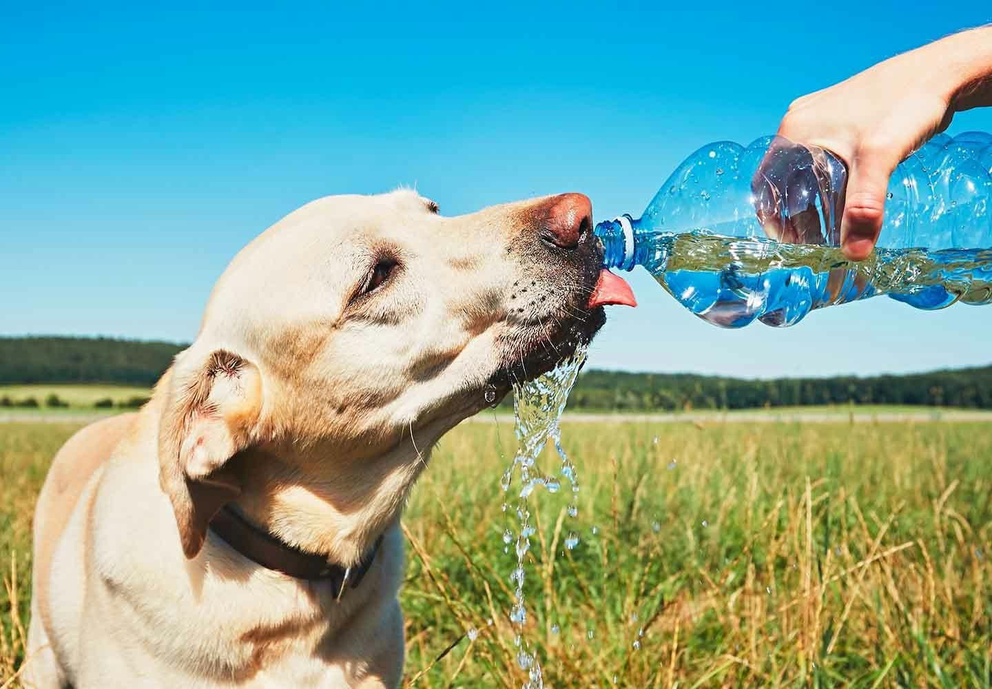 犬に炭酸水を飲ませても大丈夫？メリット・デメリットと注意点を解説【獣医師解説】