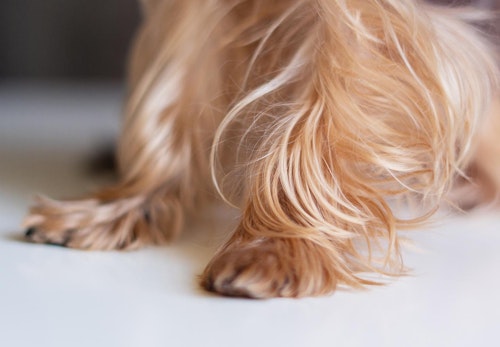 犬の指間炎はどんな病気 症状や原因 治療法について解説 獣医師監修 わんクォール 犬の指間炎はどんな病気 症状や原因 治療法について解説 獣医師監修 わんクォール