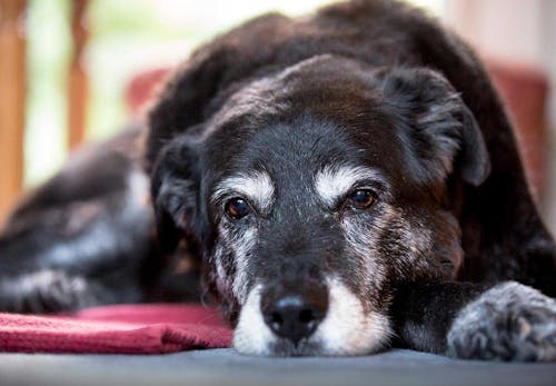 老犬の最期を看取る心構えとは 老衰の前兆と お別れの際に飼い主ができること 準備するものを解説 獣医師監修 わんクォール