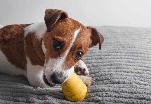 犬の早食いはやめさせるべき 4つのリスクと防止策を解説 獣医師監修 わんクォール 犬の早食いはやめさせるべき 4つのリスクと防止策を解説 獣医師監修 わんクォール