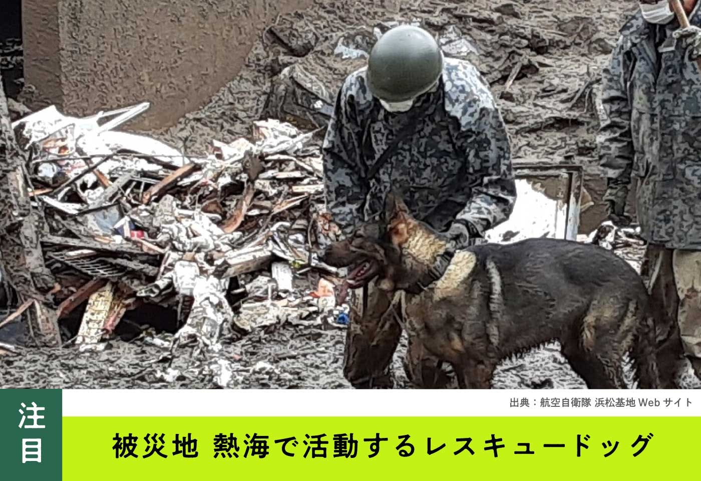 働く犬たちの引退後を知っていますか 里親となって余生を一緒に過ごすボランティアについても紹介 わんクォール