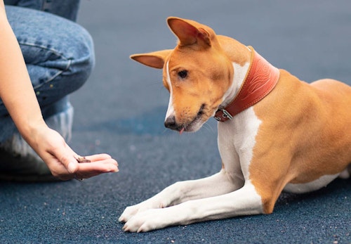 他の犬が苦手な犬への対処法は 怖がる理由や克服するコツを解説 獣医師監修 わんクォール 他の犬が苦手な犬への対処法は 怖がる理由や克服するコツを解説 獣医師監修 わんクォール