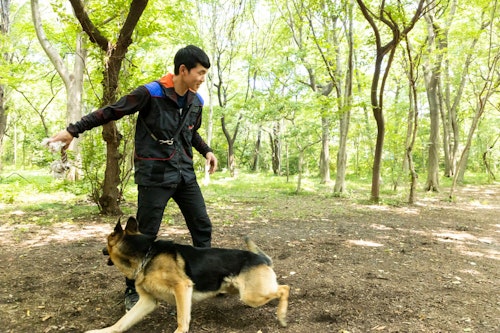 かじりんボーンで遊ぶ訓練士の稲留さんとジャーマン・シェパードの警察犬パクくん