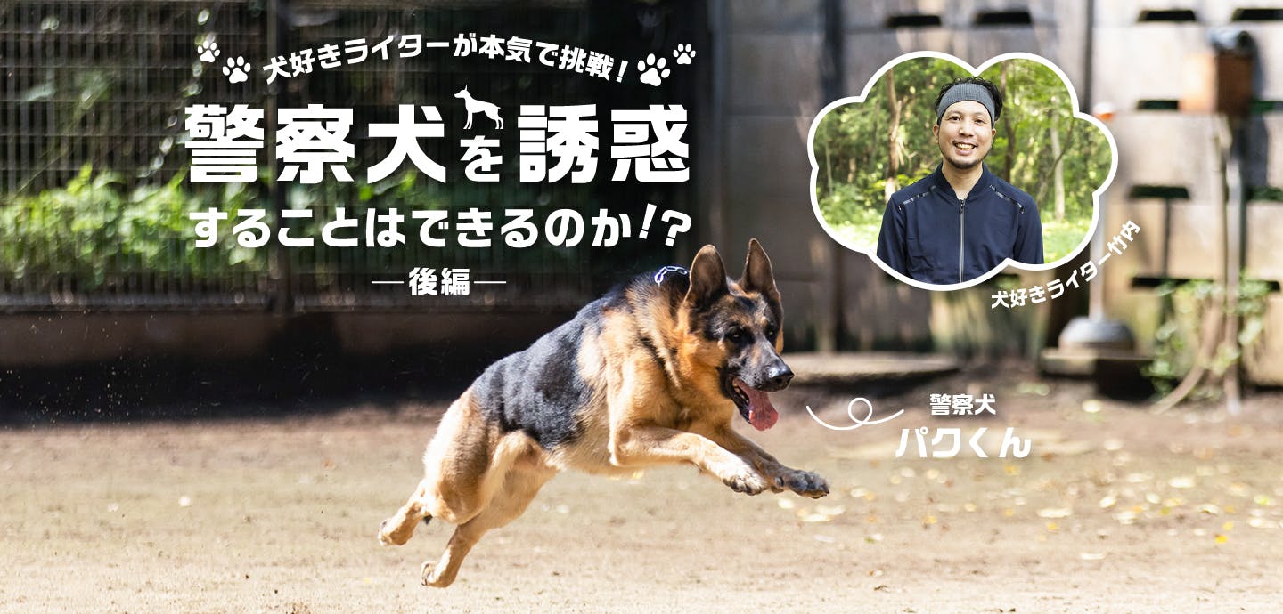 安い 犬のライター