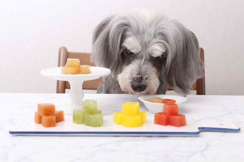 水分補給おやつ 超簡単 愛犬用カラフルゼリー ほぼゼロカロリーの寒天使用 お散歩に持っていける わんクォール 水分補給おやつ 超簡単 愛犬用カラフルゼリー ほぼゼロカロリーの寒天使用 お散歩に持っていける わんクォール