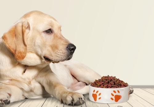 犬にピーナッツ 落花生 を食べさせても大丈夫 避けた方がいい理由と注意点について解説 獣医師監修 わんクォール 犬にピーナッツ 落花生 を食べさせても大丈夫 避けた方がいい理由と注意点について解説 獣医師監修 わんクォール