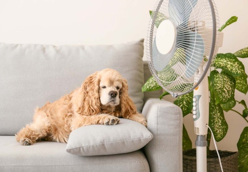 犬は扇風機の風を涼しく感じるの 暑さ対策になる効果的な使い方や注意点を解説 獣医師監修 わんクォール 犬は扇風機の風を涼しく感じるの 暑さ対策になる効果的な使い方や注意点を解説 獣医師監修 わんクォール