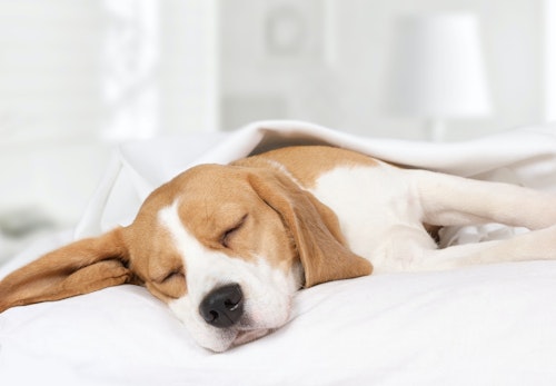 愛犬が足元で寝る理由は 飼い主との関係性や寝る場所ごとの心理を解説 獣医師監修 わんクォール 愛犬が足元で寝る理由は 飼い主との関係性や寝る場所ごとの心理を解説 獣医師監修 わんクォール