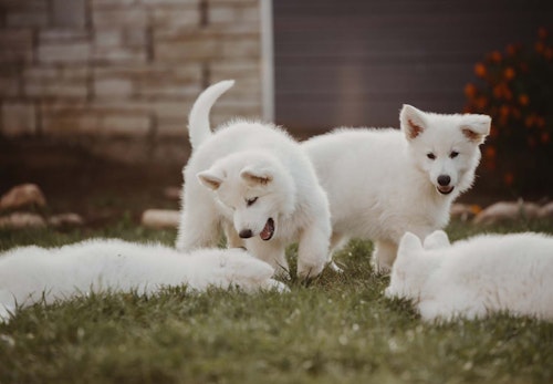 他の犬が苦手な犬への対処法は 怖がる理由や克服するコツを解説 獣医師監修 わんクォール 他の犬が苦手な犬への対処法は 怖がる理由や克服するコツを解説 獣医師監修 わんクォール