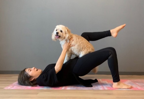 愛犬の体幹を鍛える、腰上げドッグフィット　左右の足を上げる