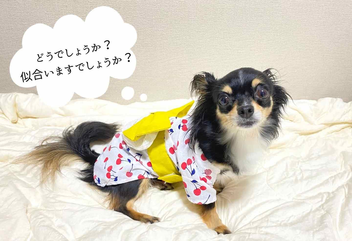 手ぬぐい 販売 犬 服 作り方