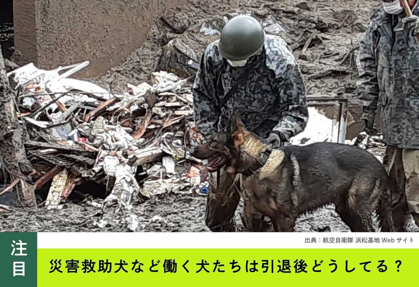 働く犬たちの引退後を知っていますか 里親となって余生を一緒に過ごすボランティアについても紹介 わんクォール