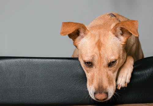 犬がゲップをする理由とは 頻繁にする犬の特徴 注意が必要な場合や対処法について解説 獣医師監修 わんクォール