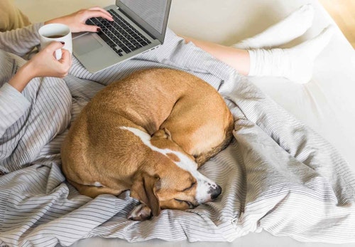 犬が飼い主にお尻をくっつける理由は 行動の裏にある心理や信頼関係の築き方について解説 獣医師監修 わんクォール 犬が飼い主にお尻をくっつける理由は 行動の裏にある心理や信頼関係の築き方について解説 獣医師監修 わんクォール