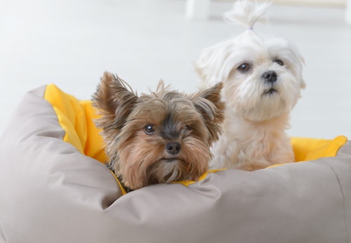 初心者が本当に飼いやすい犬種は ライフスタイルにあった選び方 必要な準備と心構えについて解説 獣医師監修 わんクォール 初心者が本当に飼いやすい犬種は ライフスタイルにあった選び方 必要な準備と心構えについて解説 獣医師監修 わんクォール