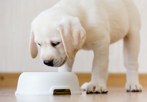 犬はもやしを食べても大丈夫 健康効果や 生と加熱どちらがいいのかなどの注意点について解説 獣医師監修 わんクォール