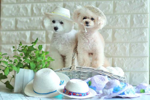 編まずに作れる 超簡単な愛犬用麦わら帽子 100均の紙紐を巻くだけ 紫外線 熱中症対策もバッチリ わんクォール 編まずに作れる 超簡単な愛犬用麦わら帽子 100均の紙紐を巻くだけ 紫外線 熱中症対策もバッチリ わんクォール