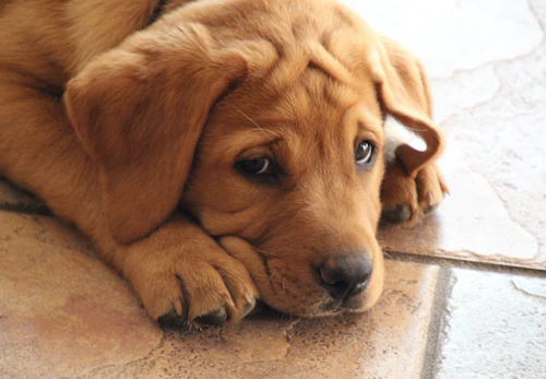 犬の問題行動の原因になる飼い主のng行動5選 獣医師監修 わんクォール 犬の問題行動の原因になる飼い主のng行動5選 獣医師監修 わんクォール