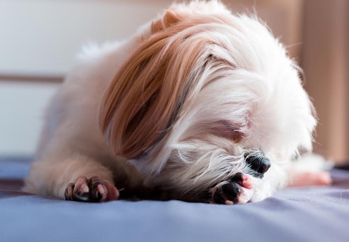 犬の指間炎はどんな病気 症状や原因 治療法について解説 獣医師監修 わんクォール 犬の指間炎はどんな病気 症状や原因 治療法について解説 獣医師監修 わんクォール