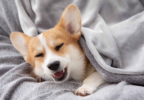 夏は夜でも油断しないで 犬が寝るときの暑さ対策7選 獣医師監修 わんクォール 夏は夜でも油断しないで 犬が寝るときの暑さ対策7選 獣医師監修 わんクォール