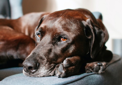 愛犬が足元で寝る理由は 飼い主との関係性や寝る場所ごとの心理を解説 獣医師監修 わんクォール