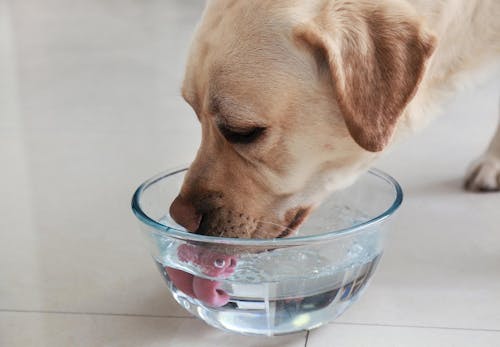 犬に炭酸水を飲ませても大丈夫 メリット デメリットと注意点を解説 獣医師解説 わんクォール