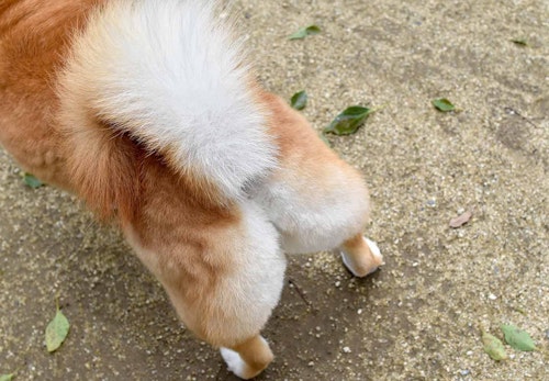 犬が飼い主にお尻をくっつける理由は 行動の裏にある心理や信頼関係の築き方について解説 獣医師監修 わんクォール 犬が飼い主にお尻をくっつける理由は 行動の裏にある心理や信頼関係の築き方について解説 獣医師監修 わんクォール