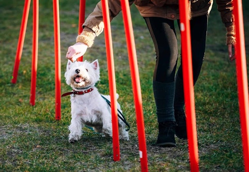 犬にも筋トレが必要 筋肉をつける最適な方法を運動 食事の両面で解説 獣医師監修 わんクォール 犬にも筋トレが必要 筋肉をつける最適な方法を運動 食事の両面で解説 獣医師監修 わんクォール