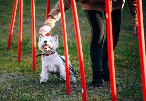 犬にも筋トレが必要 筋肉をつける最適な方法を運動 食事の両面で解説 獣医師監修 わんクォール