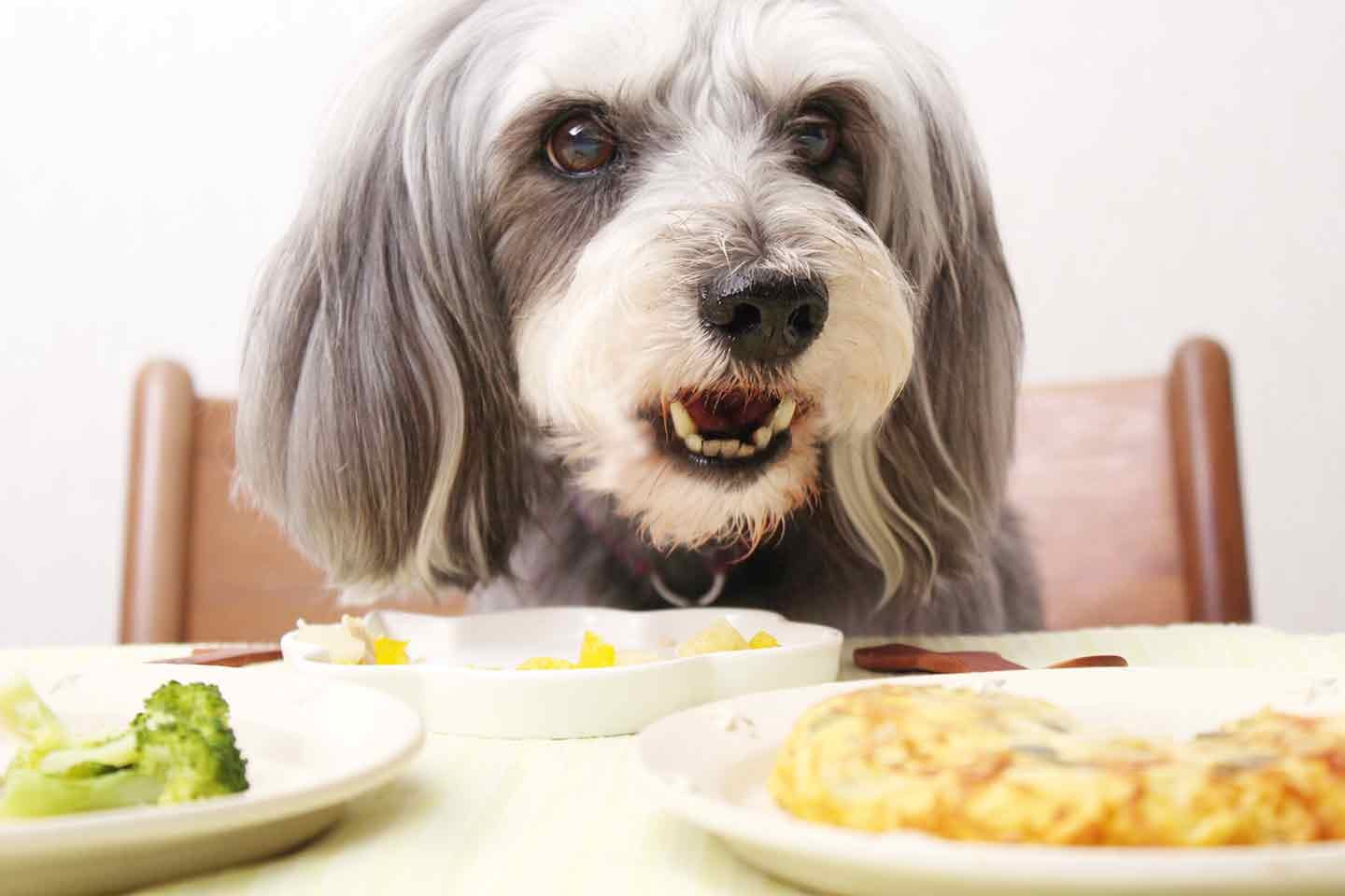 愛犬用スパニッシュオムレツ　誕生日や記念日の特別メニュー