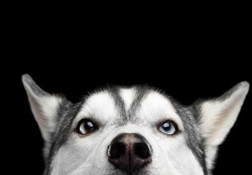 嫌がる犬に目薬を上手に差す方法は 正しい手順とやってはいけないng行動を解説 獣医師監修 わんクォール 嫌がる犬に目薬を上手に差す方法は 正しい手順とやってはいけないng行動を解説 獣医師監修 わんクォール