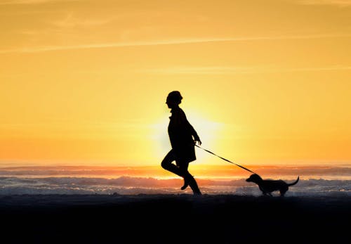 犬は扇風機の風を涼しく感じるの 暑さ対策になる効果的な使い方や注意点を解説 獣医師監修 わんクォール 犬は扇風機の風を涼しく感じるの 暑さ対策になる効果的な使い方や注意点を解説 獣医師監修 わんクォール
