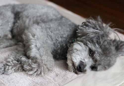 犬の夏バテ予防になる食べ物6選 与える際の注意点や 与えないほうがいい食べ物も解説 獣医師監修 わんクォール 犬の夏バテ予防になる食べ物6選 与える際の注意点や 与えないほうがいい食べ物も解説 獣医師監修 わんクォール
