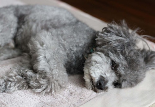 犬の夏バテ予防になる食べ物6選 与える際の注意点や 与えないほうがいい食べ物も解説 獣医師監修 わんクォール