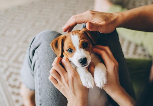 犬に好かれる人 嫌われる人の行動と特徴は それぞれのポイントを解説 獣医師監修 わんクォール