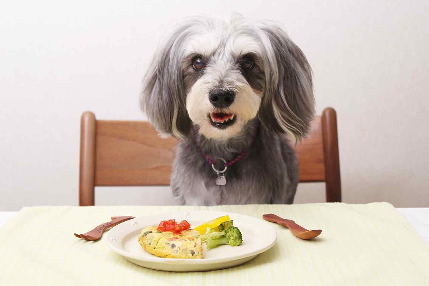 【食欲不振の改善に】愛犬用スパニッシュオムレツの作り方♪冷蔵庫にあるものを使ったお手軽メニュー！