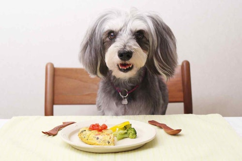 【食欲不振の改善に】愛犬用スパニッシュオムレツの作り方♪冷蔵庫にあるものを使ったお手軽メニュー！