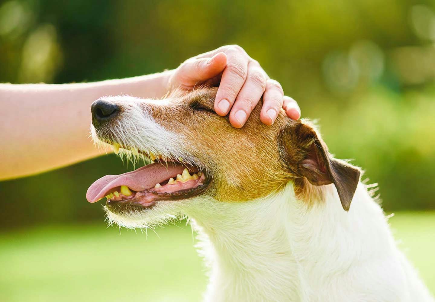 ストア ペット 犬に嫌われる人