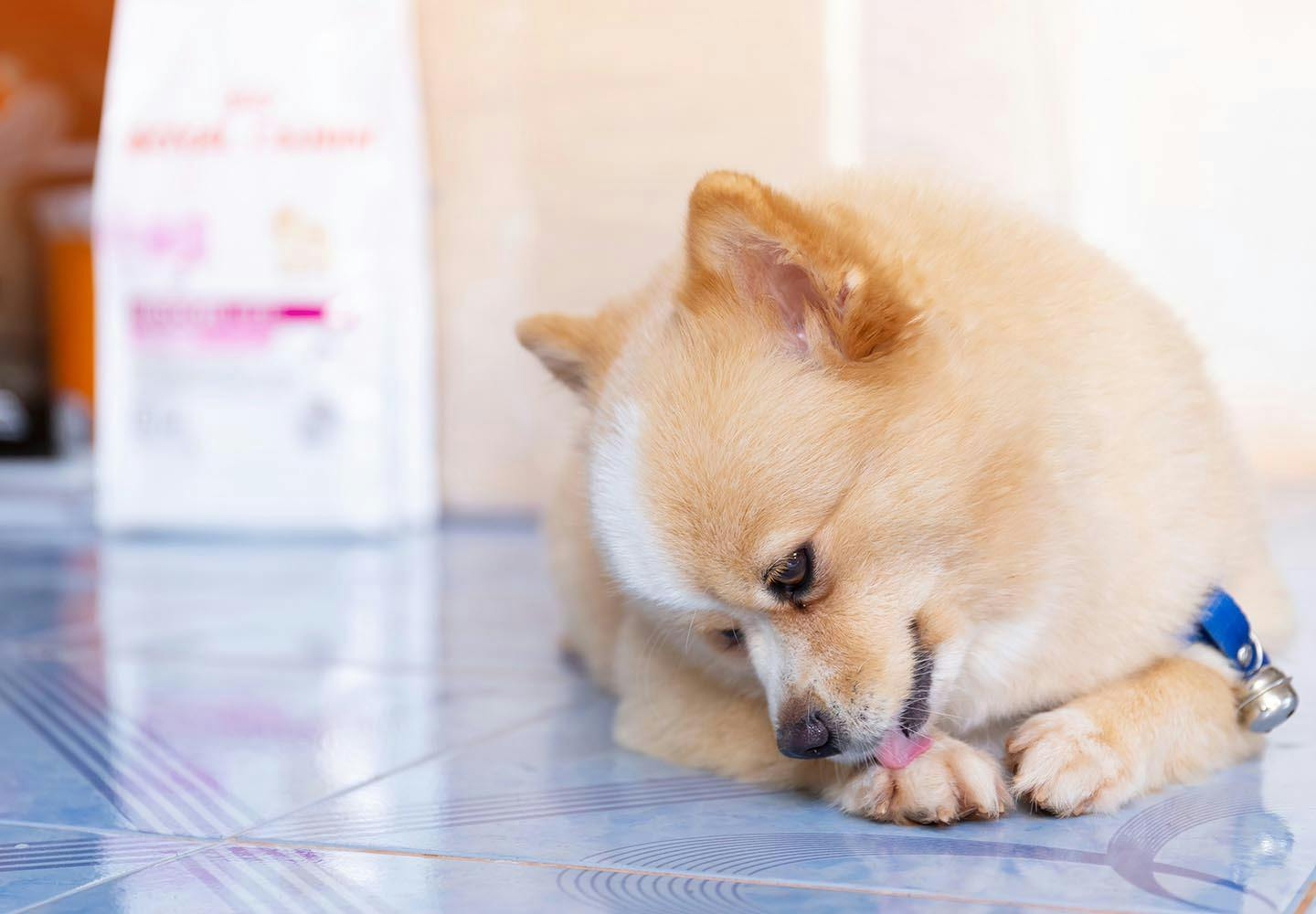 犬の指間炎はどんな病気？症状や原因、治療法について解説【獣医師監修】