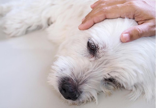 老犬の最後を看取る心構えとは 老衰死の兆候と飼い主ができることを解説 獣医師監修 わんクォール 老犬の最後を看取る心構えとは 老衰死の兆候と飼い主ができることを解説 獣医師監修 わんクォール