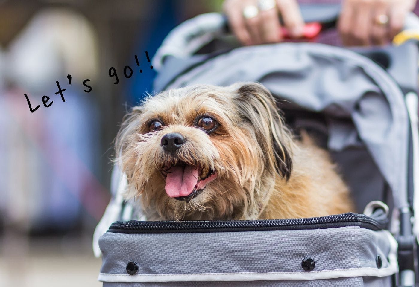 犬飼いの『あるある行動』ベスト３！みんなが犬バカと感じたのは