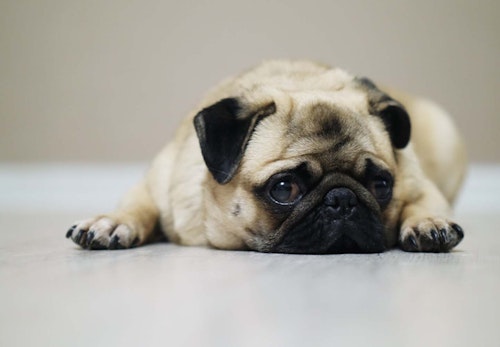 犬の夏バテ予防になる食べ物6選 与える際の注意点や 与えないほうがいい食べ物も解説 獣医師監修 わんクォール 犬の夏バテ予防になる食べ物6選 与える際の注意点や 与えないほうがいい食べ物も解説 獣医師監修 わんクォール