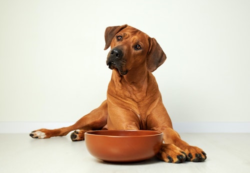 犬はもやしを食べても大丈夫 健康効果や 生と加熱どちらがいいのかなどの注意点について解説 獣医師監修 わんクォール 犬はもやしを食べても大丈夫 健康効果や 生と加熱どちらがいいのかなどの注意点について解説 獣医師監修 わんクォール