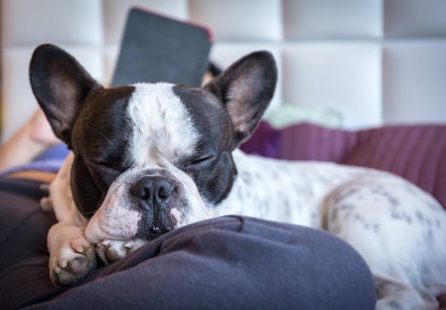 愛犬が足元で寝る理由は 飼い主との関係性や寝る場所ごとの心理を解説 獣医師監修 わんクォール