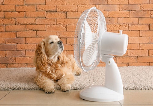 犬は扇風機の風を涼しく感じるの？暑さ対策になる効果的な使い方や注意点を解説【獣医師監修】